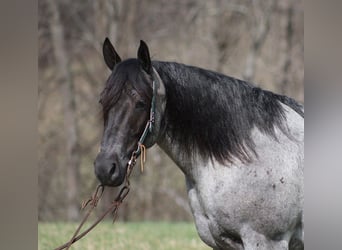 Arbeitspferd, Wallach, 6 Jahre, 157 cm, Roan-Blue