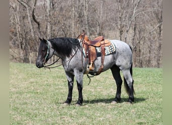 Arbeitspferd, Wallach, 6 Jahre, 157 cm, Roan-Blue