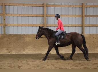 Arbeitspferd, Wallach, 6 Jahre, 157 cm, Rotbrauner