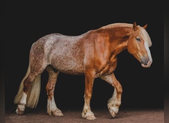 Arbeitspferd, Wallach, 6 Jahre, 157 cm, Rotfuchs