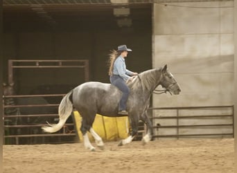 Arbeitspferd Mix, Wallach, 6 Jahre, 157 cm, Schimmel