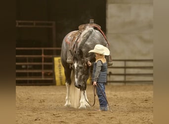 Arbeitspferd Mix, Wallach, 6 Jahre, 157 cm, Schimmel