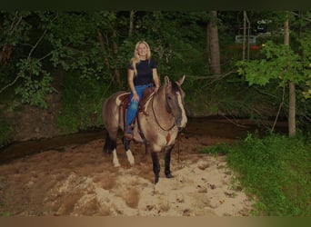 Arbeitspferd Mix, Wallach, 6 Jahre, 160 cm, Grullo