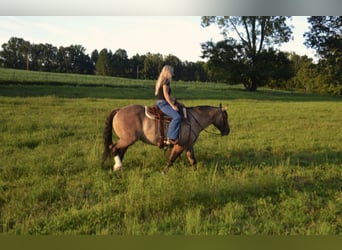 Arbeitspferd Mix, Wallach, 6 Jahre, 160 cm, Grullo
