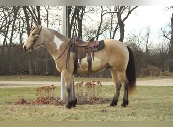 Arbeitspferd, Wallach, 6 Jahre, 160 cm, Overo-alle-Farben