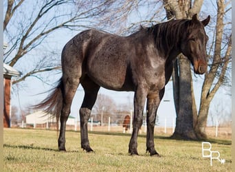 Arbeitspferd, Wallach, 6 Jahre, 160 cm, Roan-Bay