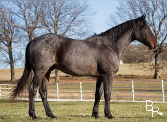 Arbeitspferd, Wallach, 6 Jahre, 160 cm, Roan-Bay