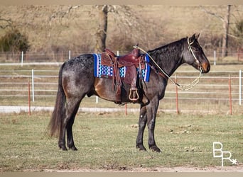 Arbeitspferd, Wallach, 6 Jahre, 160 cm, Roan-Bay