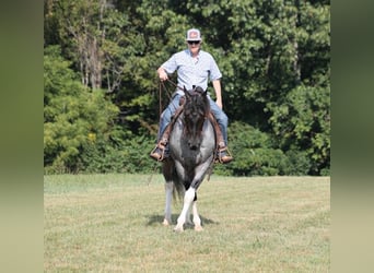 Arbeitspferd, Wallach, 6 Jahre, 160 cm, Roan-Blue