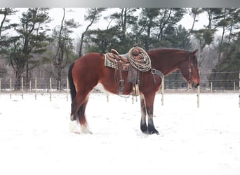 Arbeitspferd, Wallach, 6 Jahre, 160 cm, Rotbrauner
