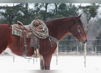 Arbeitspferd, Wallach, 6 Jahre, 160 cm, Rotbrauner