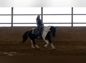 Arbeitspferd Mix, Wallach, 6 Jahre, 160 cm, Schecke