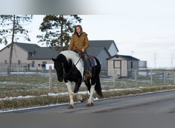 Arbeitspferd Mix, Wallach, 6 Jahre, 160 cm