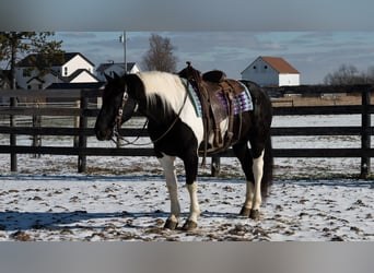 Arbeitspferd Mix, Wallach, 6 Jahre, 160 cm