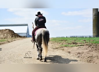 Arbeitspferd Mix, Wallach, 6 Jahre, 163 cm, Apfelschimmel