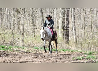 Arbeitspferd Mix, Wallach, 6 Jahre, 163 cm, Apfelschimmel