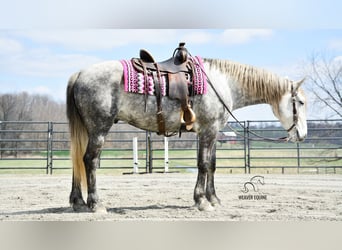 Arbeitspferd Mix, Wallach, 6 Jahre, 163 cm, Apfelschimmel