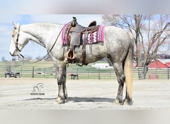 Arbeitspferd Mix, Wallach, 6 Jahre, 163 cm, Apfelschimmel