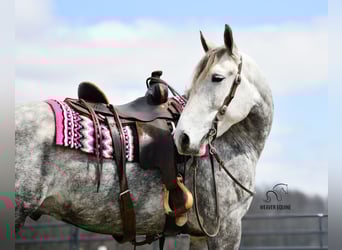 Arbeitspferd Mix, Wallach, 6 Jahre, 163 cm, Apfelschimmel