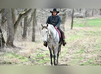 Arbeitspferd Mix, Wallach, 6 Jahre, 163 cm, Apfelschimmel