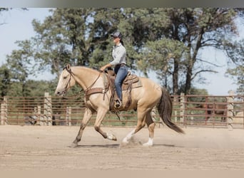 Arbeitspferd, Wallach, 6 Jahre, 163 cm, Buckskin