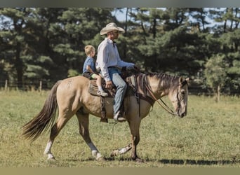 Arbeitspferd, Wallach, 6 Jahre, 163 cm, Buckskin