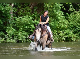 Arbeitspferd Mix, Wallach, 6 Jahre, 163 cm, Buckskin