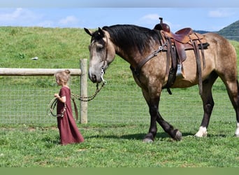 Arbeitspferd Mix, Wallach, 6 Jahre, 163 cm, Buckskin