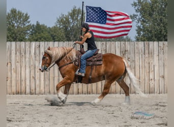 Arbeitspferd Mix, Wallach, 6 Jahre, 163 cm, Dunkelfuchs