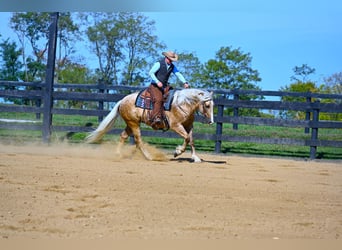 Arbeitspferd, Wallach, 6 Jahre, 163 cm, Palomino