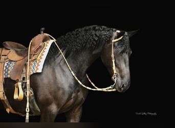 Arbeitspferd, Wallach, 6 Jahre, 163 cm, Rappe