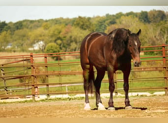 Arbeitspferd Mix, Wallach, 6 Jahre, 163 cm, Roan-Bay
