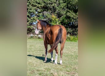 Arbeitspferd, Wallach, 6 Jahre, 163 cm, Roan-Bay