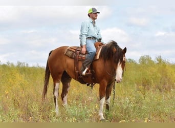 Arbeitspferd, Wallach, 6 Jahre, 163 cm, Roan-Bay