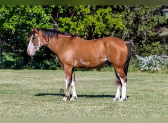 Arbeitspferd, Wallach, 6 Jahre, 163 cm, Roan-Bay