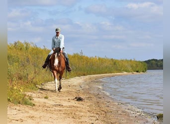 Arbeitspferd, Wallach, 6 Jahre, 163 cm, Roan-Bay