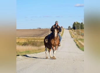 Arbeitspferd, Wallach, 6 Jahre, 163 cm, Roan-Bay