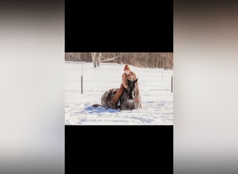 Arbeitspferd Mix, Wallach, 6 Jahre, 163 cm, Roan-Blue