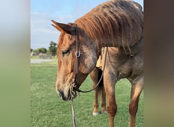Arbeitspferd Mix, Wallach, 6 Jahre, 163 cm, Roan-Red
