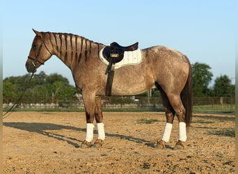 Arbeitspferd Mix, Wallach, 6 Jahre, 163 cm, Roan-Red