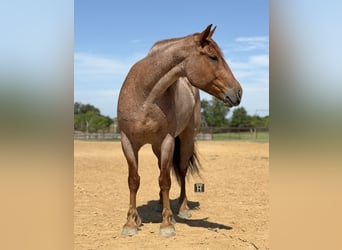 Arbeitspferd Mix, Wallach, 6 Jahre, 163 cm, Roan-Red