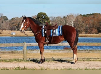 Arbeitspferd Mix, Wallach, 6 Jahre, 163 cm, Rotbrauner