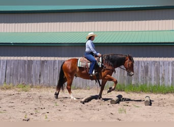 Arbeitspferd Mix, Wallach, 6 Jahre, 163 cm, Rotbrauner