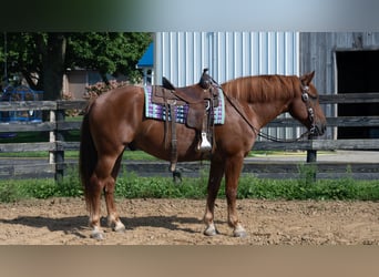 Arbeitspferd Mix, Wallach, 6 Jahre, 163 cm, Rotfuchs