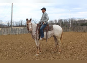 Arbeitspferd, Wallach, 6 Jahre, 163 cm, Rotfuchs