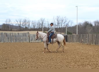 Arbeitspferd, Wallach, 6 Jahre, 163 cm, Rotfuchs