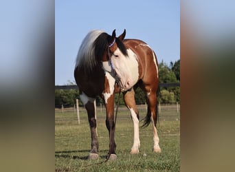 Arbeitspferd Mix, Wallach, 6 Jahre, 163 cm, Schecke