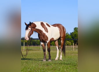 Arbeitspferd Mix, Wallach, 6 Jahre, 163 cm, Schecke