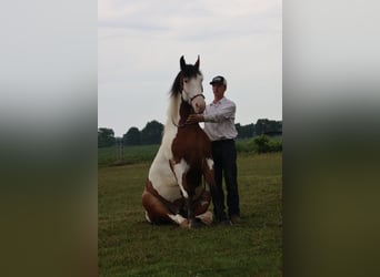 Arbeitspferd Mix, Wallach, 6 Jahre, 163 cm, Schecke
