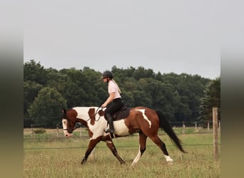Arbeitspferd Mix, Wallach, 6 Jahre, 163 cm, Schecke